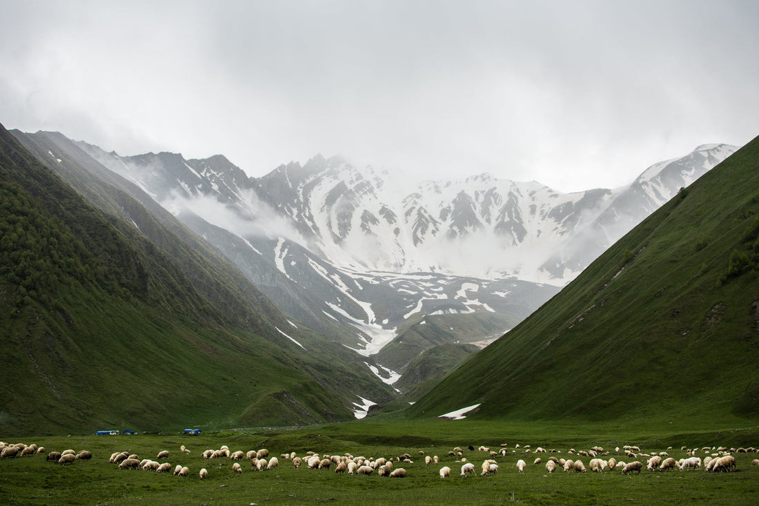mountains dusted with snow and a flock of sheep grazing in a green valley